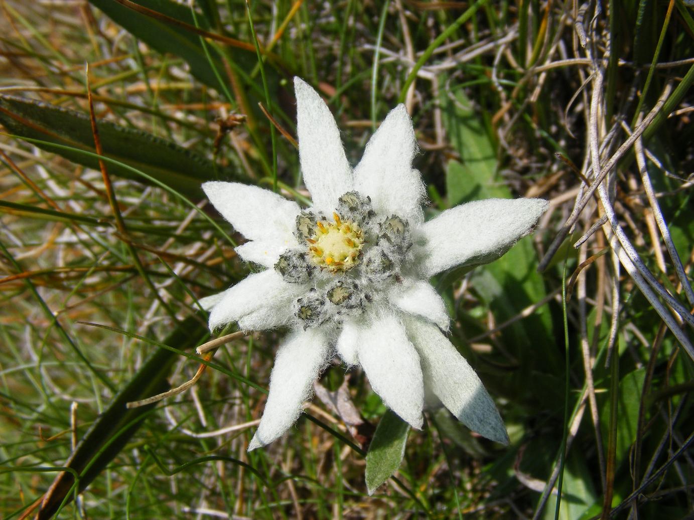 Sentieri ferrati, sentieri fioriti: i fiori dell''Albiolo